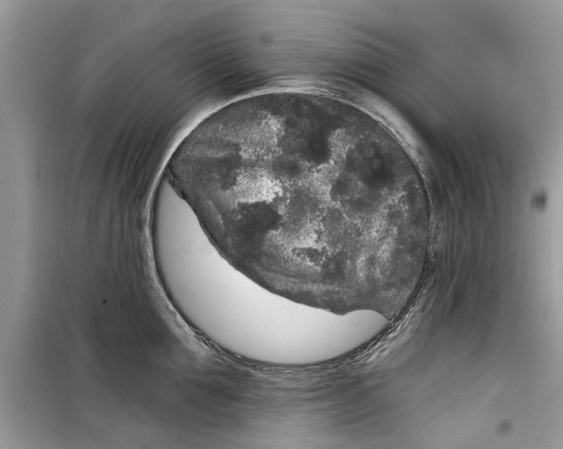 X0000099300907200805231339