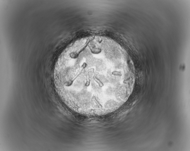 X0000099300913200805231338