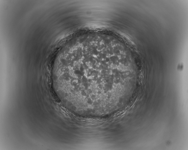 X0000099300917200805231338