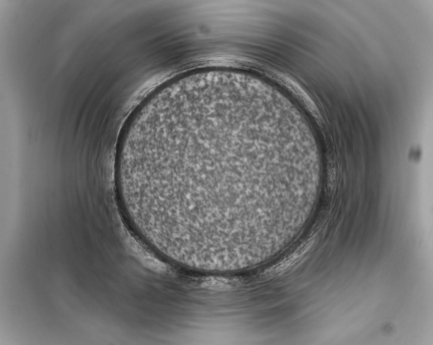 X0000099300938200805231339