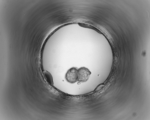 X0000099300948200805231339