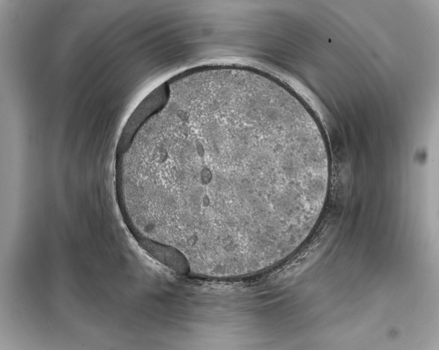 X0000099300951200805231339