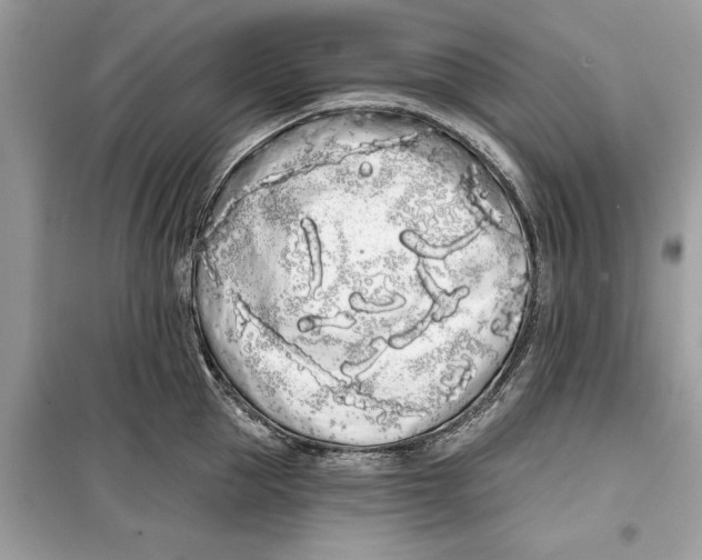 X0000099300953200805231339