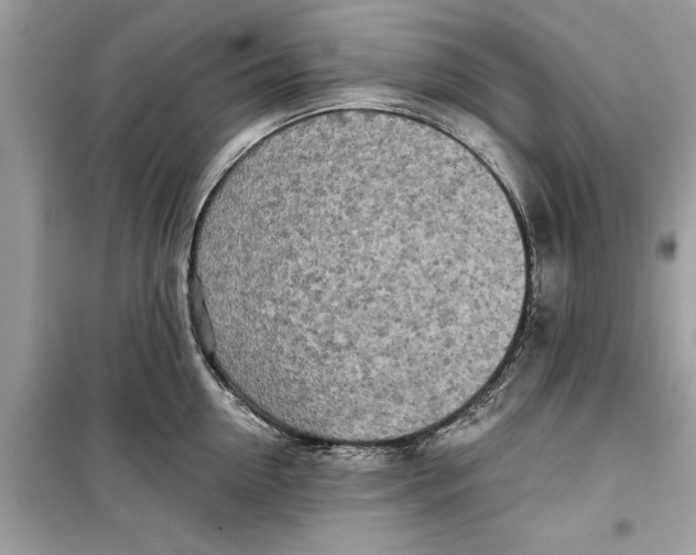 X0000099300954200805231339