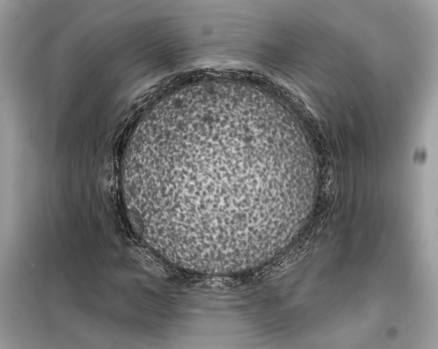 X0000099300966200805231338