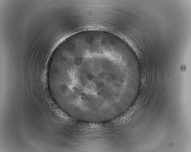 X0000099300975200805231338