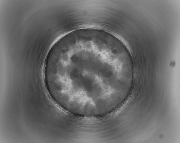 X0000099300983200805231338