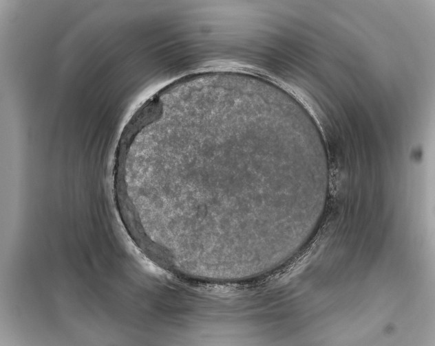 X0000099300995200805231338