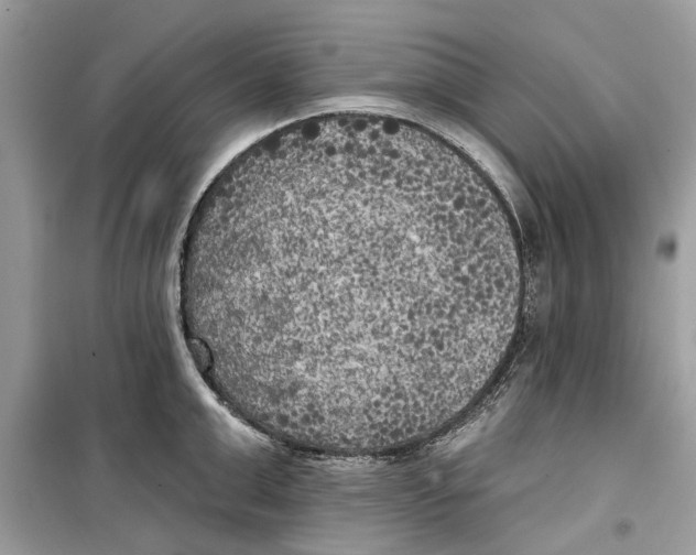 X0000099300999200805231338