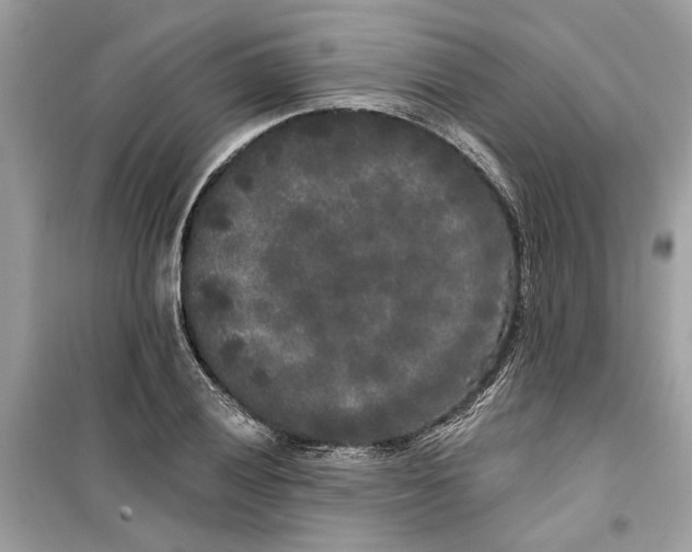 X0000099301028200805231337