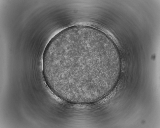 X0000099301036200805231337