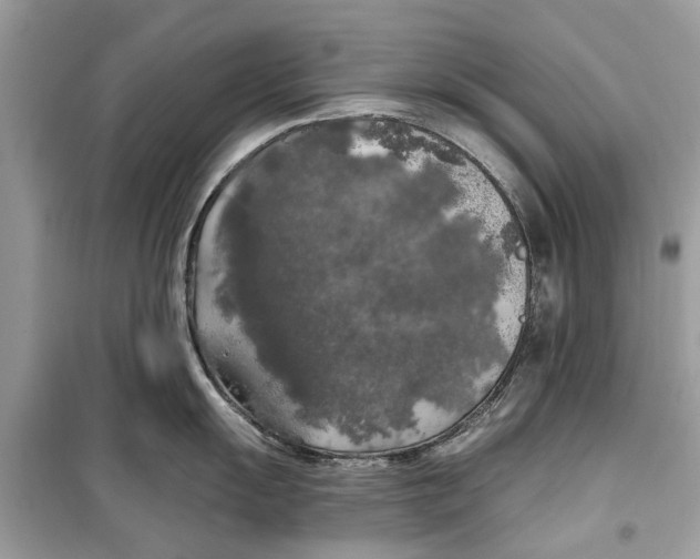 X0000099301055200805231338