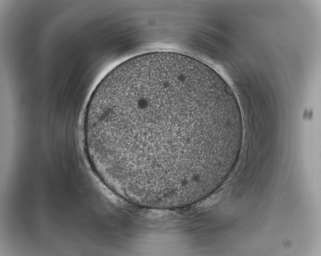 X0000099301056200805231338