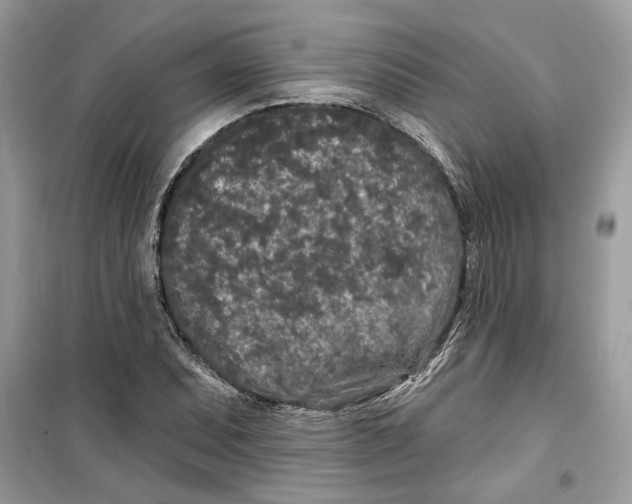 X0000099301071200805231337