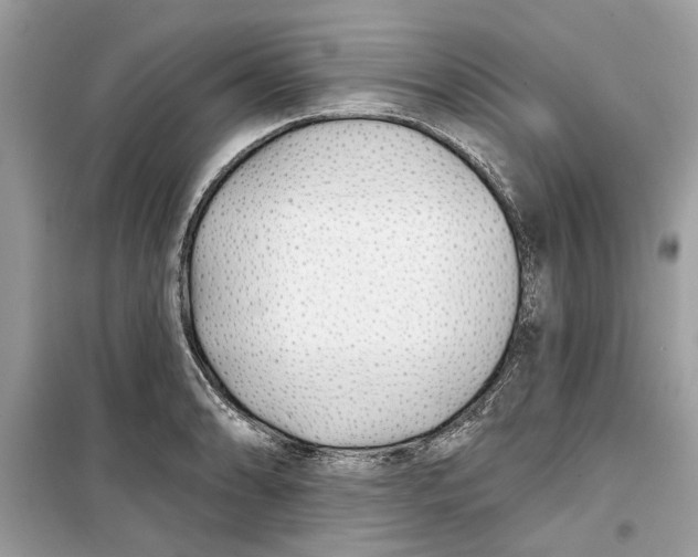 X0000099301086200805231337