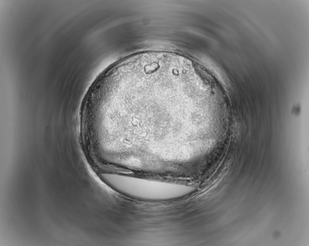 X0000099301095200805231336