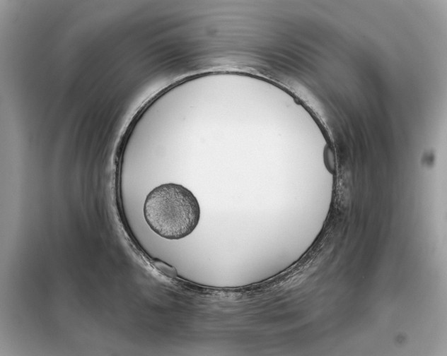 X0000099301096200805231336