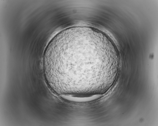 X0000099301097200805231336