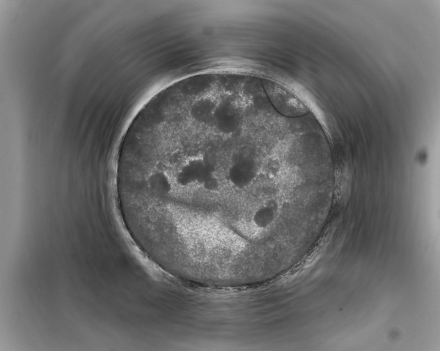 X0000099301099200805231336