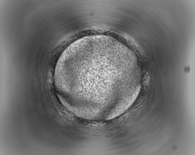 X0000099301110200805231336