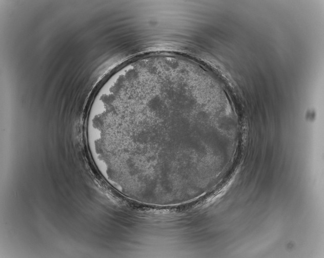 X0000099301121200805231336