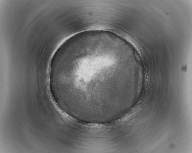 X0000099301124200805231336