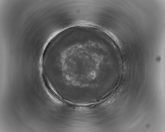 X0000099301128200805231336