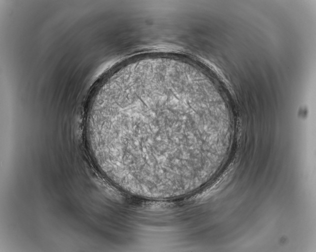 X0000099301163200805231336