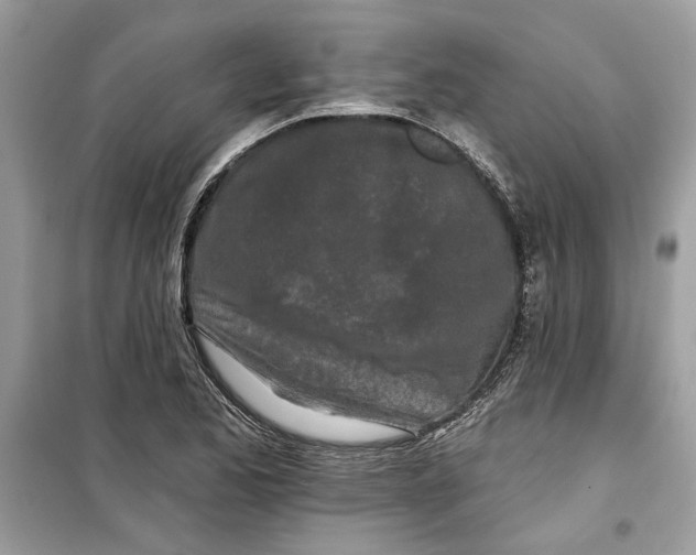 X0000099301173200805231335