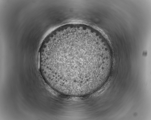 X0000099301175200805231335