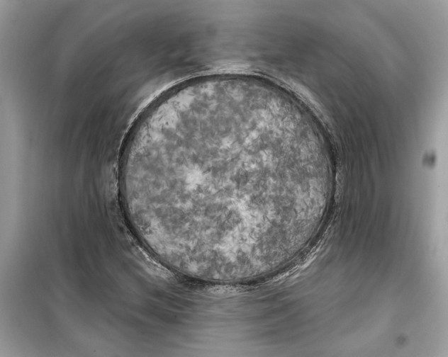 X0000099301212200805231335