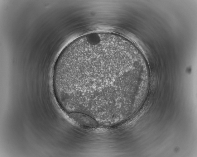 X0000099301235200805231335