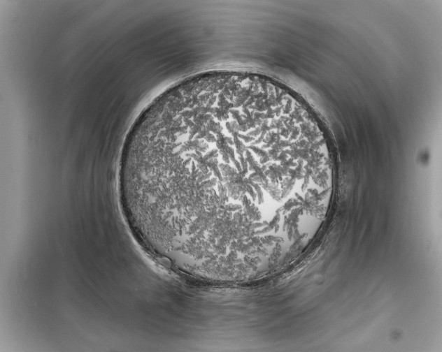 X0000099301237200805231335