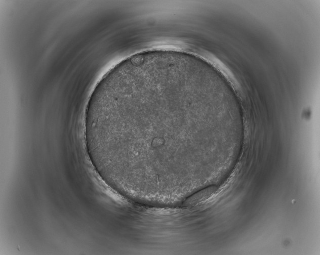 X0000099301240200805231335