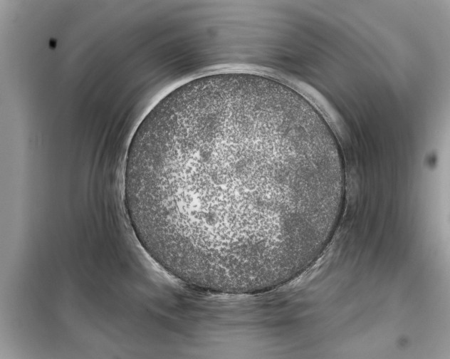 X0000099301244200805231335