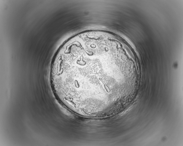 X0000099301245200805231335