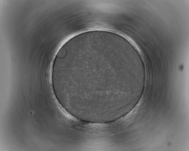 X0000099301246200805231335