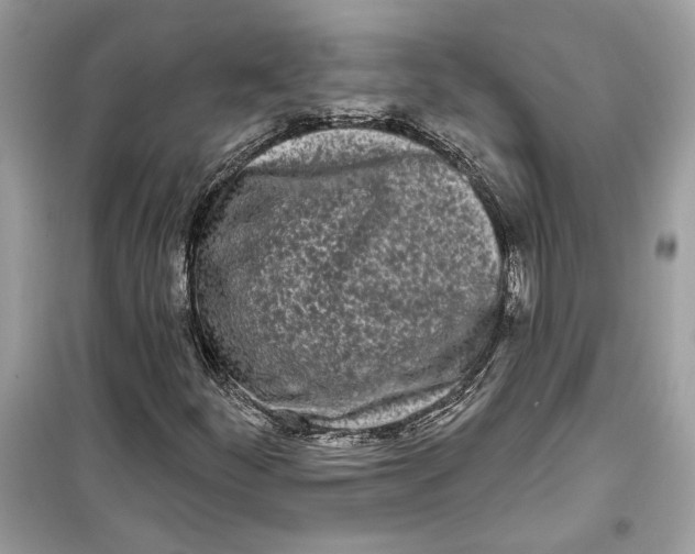 X0000099301252200805231334