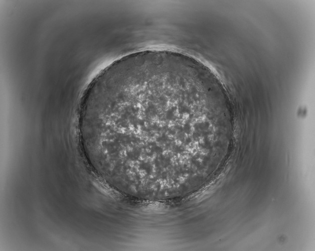 X0000099301263200805231334