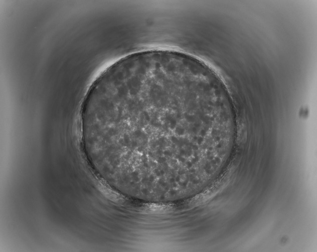 X0000099301271200805231334