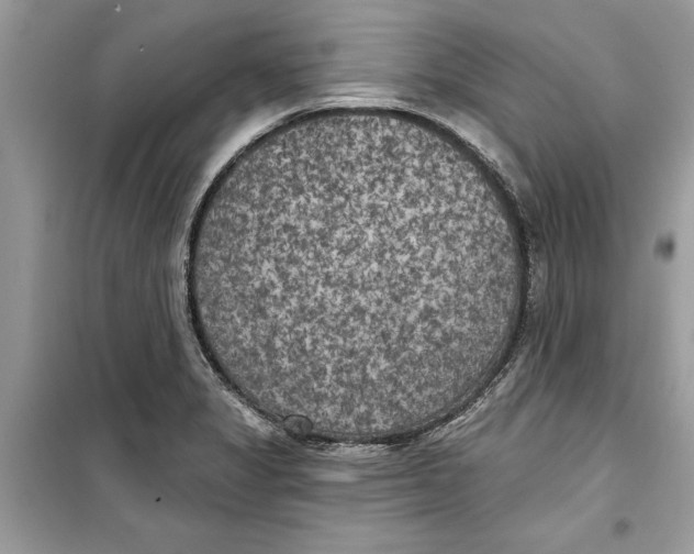 X0000099301325200805231333