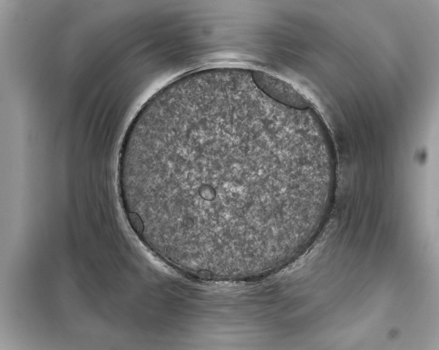 X0000099301333200805231334