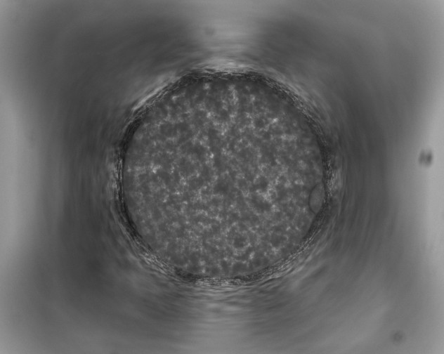 X0000099301397200805231332