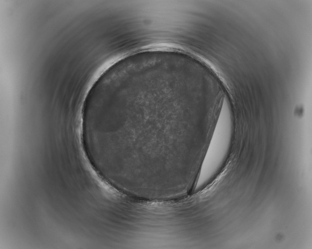 X0000099301418200805231332