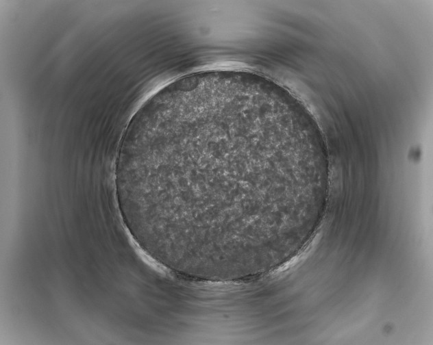 X0000099301425200805231332