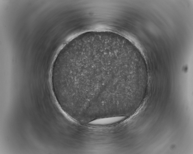 X0000099301429200805231332