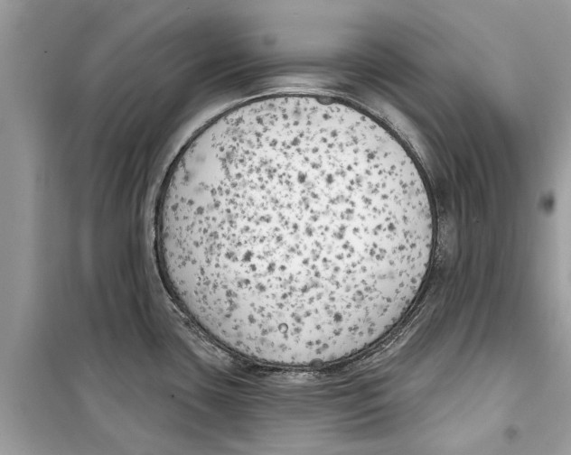 X0000099301435200805231332