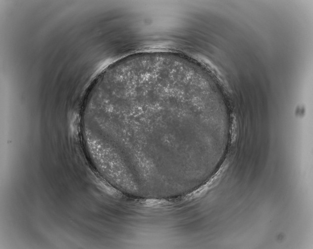 X0000099301449200805231332