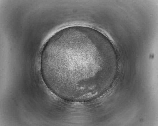 X0000099301504200805231331