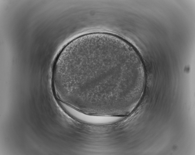 X0000099301508200805231331